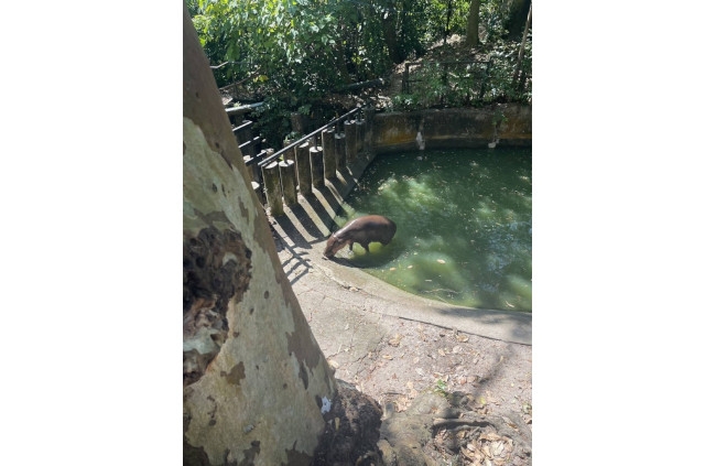 Hop, Skip, and a Moo Bouncing to Moo Deng at Khao Kheow Open Zoo!