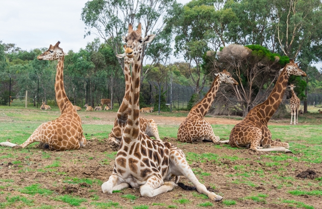Melbourne’s Werribee Open Range Zoo