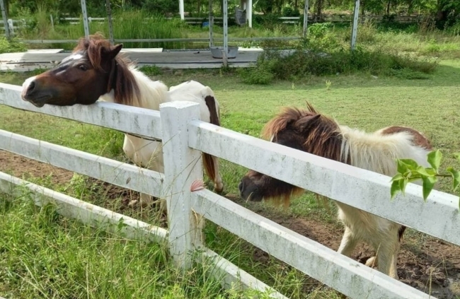 Family-friendly Attractions around Pattaya