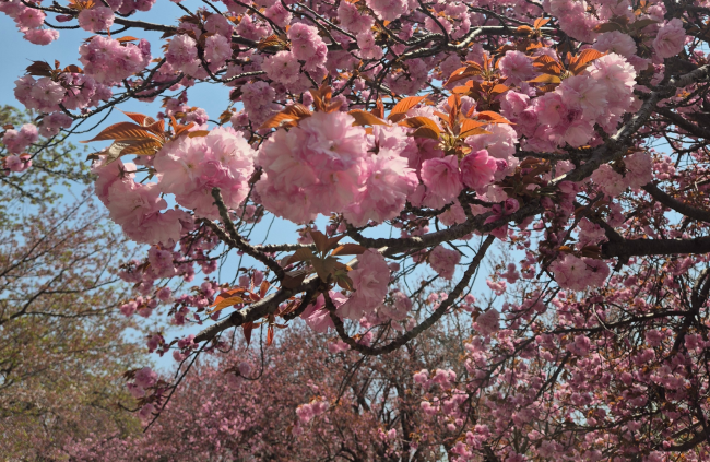 Scared Whispers & Springtime Blooms A tale of Two Temples in South Korea