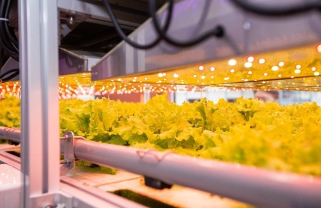 Building a Sustainable Business through Urban Farming in Singapore